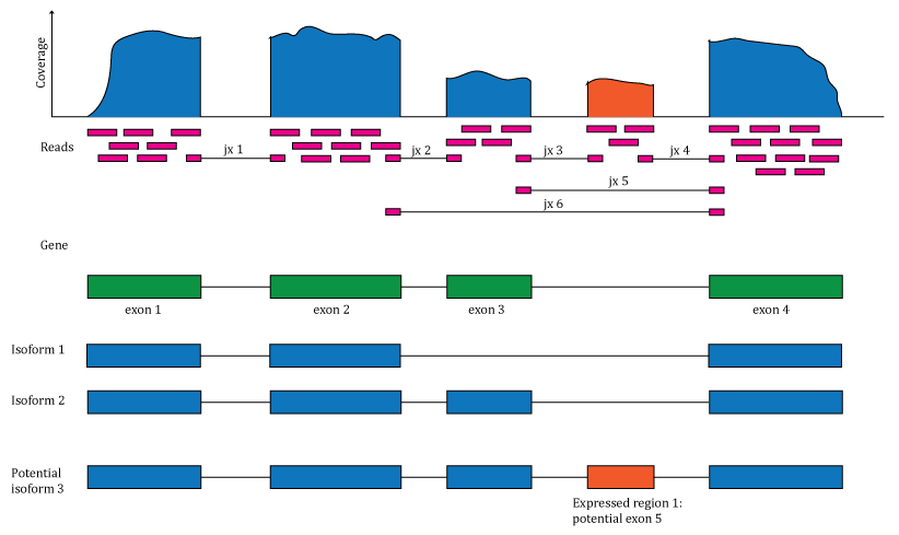 Overview of the data available in recount2. Reads aligned to the reference genome can be used to compute a base pair coverage curve, identify exon-exon junctions and compute gene and exon count matrices. The reads spanning exon-exon junctions (jx) are used to compute a third count matrix that includes un-annotated junctions (jx 3 and 4). Annotation-agnostic expressed regions can be determined from the coverage data.