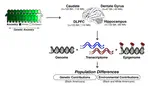 Analysis of gene expression in the postmortem brain of neurotypical Black Americans reveals contributions of genetic ancestry.
