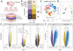 Benchmark of cellular deconvolution methods using a multi-assay dataset from postmortem human prefrontal cortex