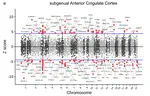 Large-scale transcriptomic analyses of major depressive disorder reveal convergent dysregulation of synaptic pathways in excitatory neurons