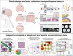 Integrated single cell and unsupervised spatial transcriptomic analysis defines molecular anatomy of the human dorsolateral prefrontal cortex