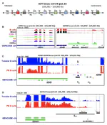 Non-coding Class Switch Recombination-Related Transcription in Human Normal and Pathological Immune Responses