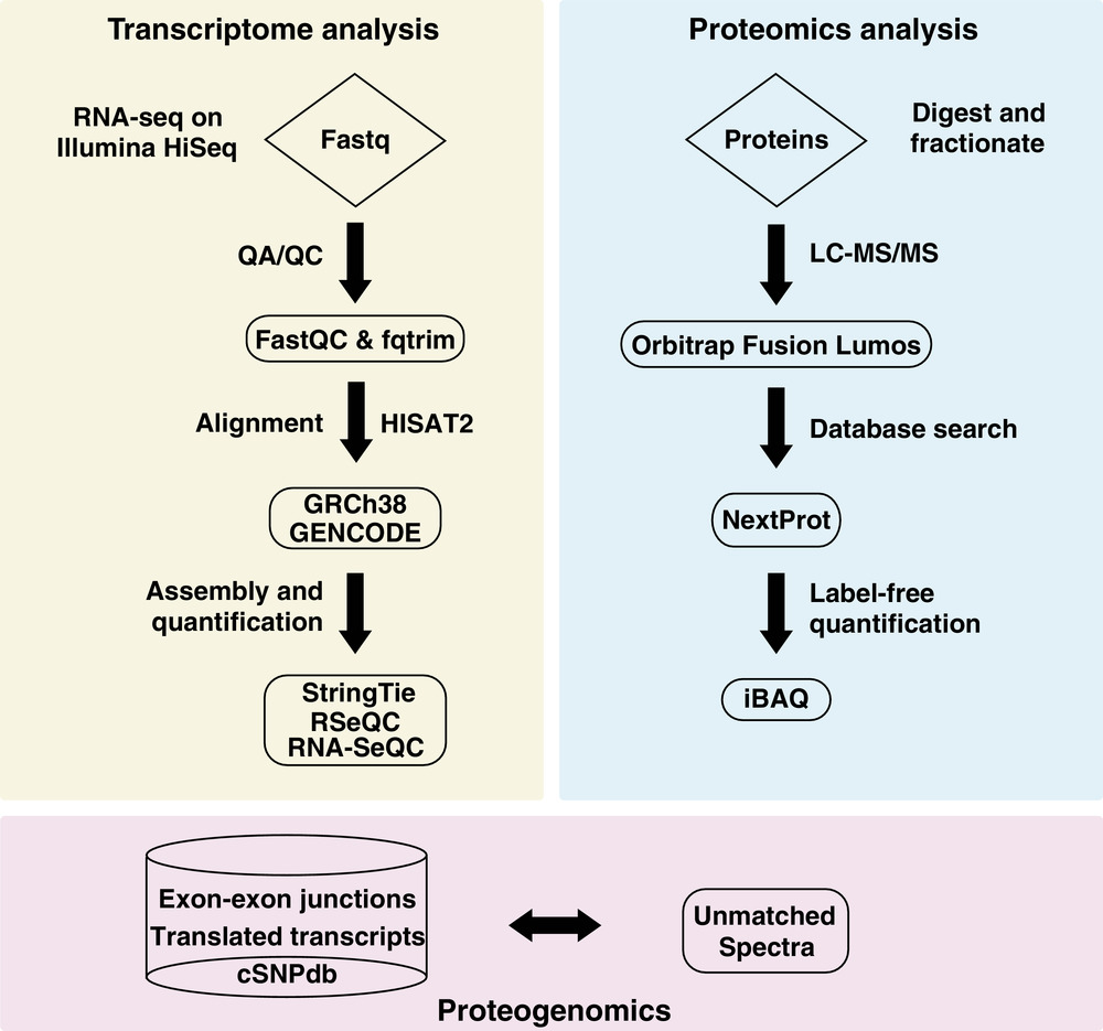 Integrated Transcriptomic and Proteomic Analysis of Primary Human ...