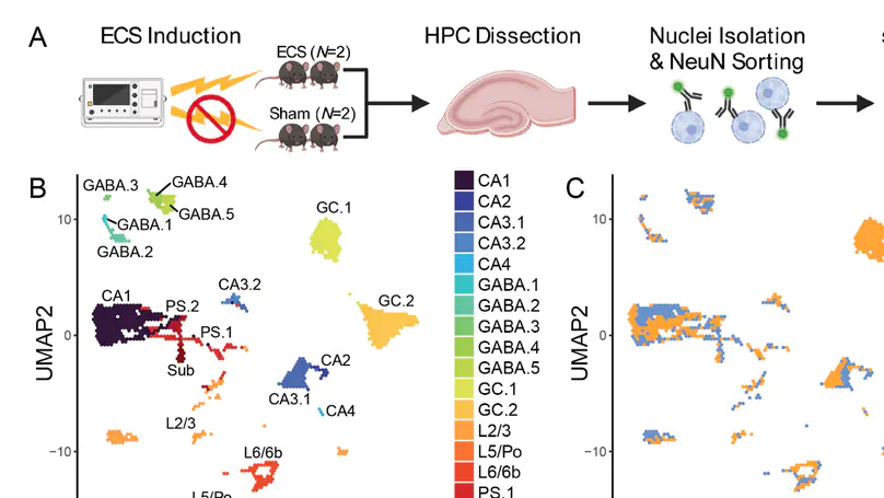 Activity-regulated gene expression across cell types of the mouse hippocampus