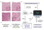 Performant web-based interactive visualization tool for spatially-resolved transcriptomics experiments