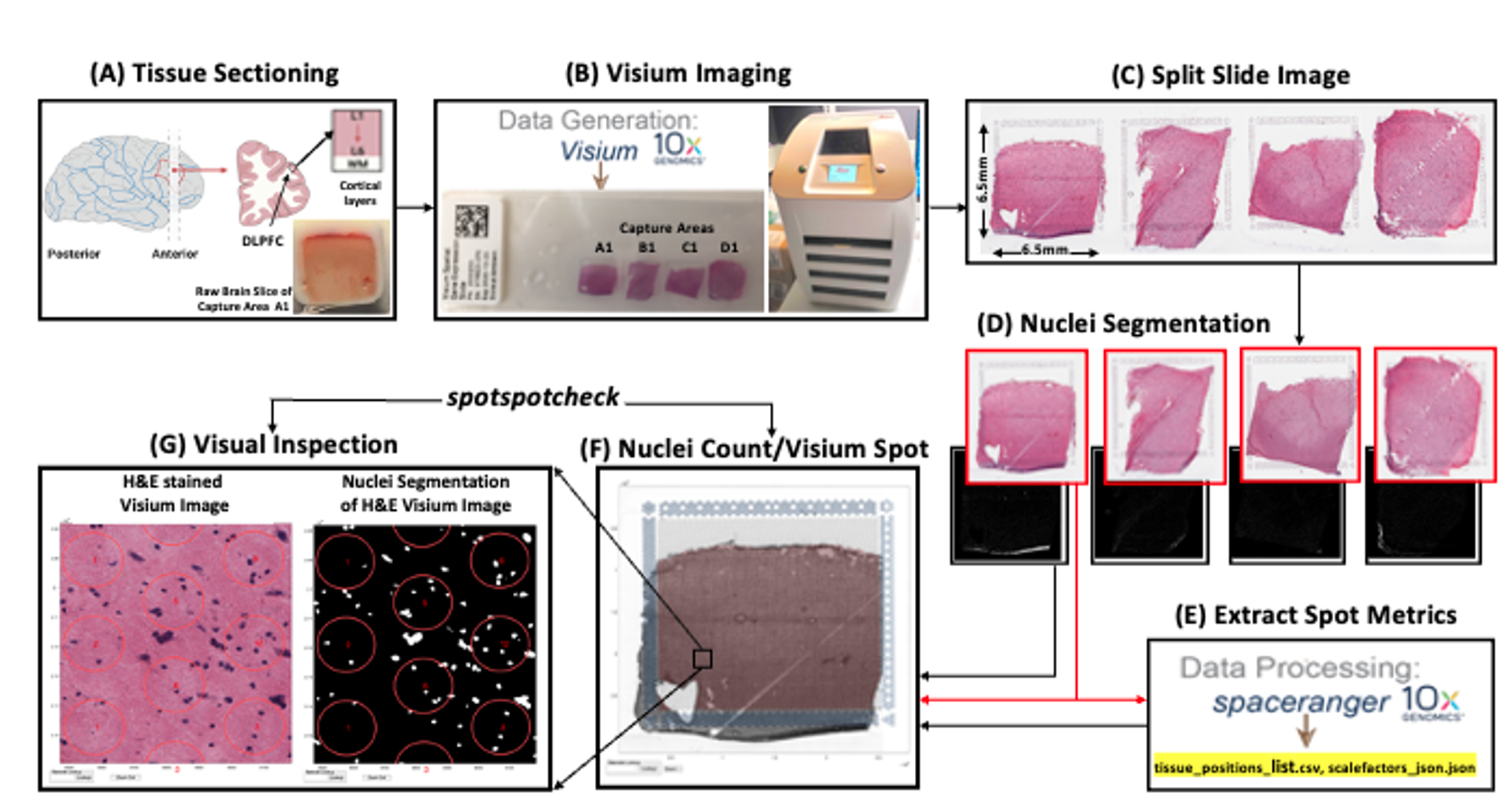 VistoSeg: Processing utilities for high-resolution images for spatially ...