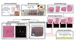 VistoSeg: Processing utilities for high-resolution images for spatially resolved transcriptomics data