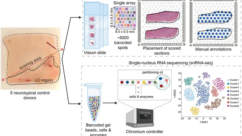 The gene expression landscape of the human locus coeruleus revealed by single-nucleus and spatially-resolved transcriptomics