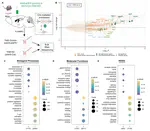 TrkB-dependent regulation of molecular signaling across septal cell types