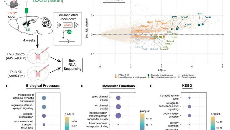 TrkB-dependent regulation of molecular signaling across septal cell types