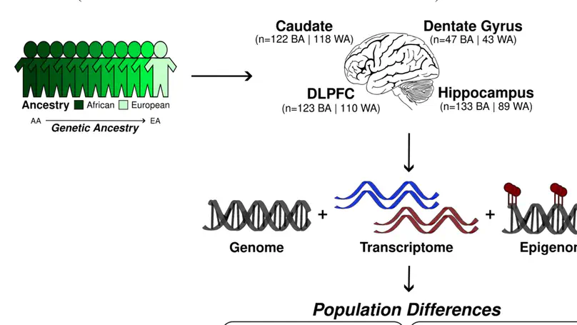 Analysis of gene expression in the postmortem brain of neurotypical Black Americans reveals contributions of genetic ancestry.