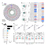 Sex affects transcriptional associations with schizophrenia across the dorsolateral prefrontal cortex, hippocampus, and caudate nucleus
