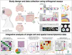 A data-driven single-cell and spatial transcriptomic map of the human prefrontal cortex