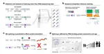 Splicing accuracy varies across human introns, tissues, age and disease