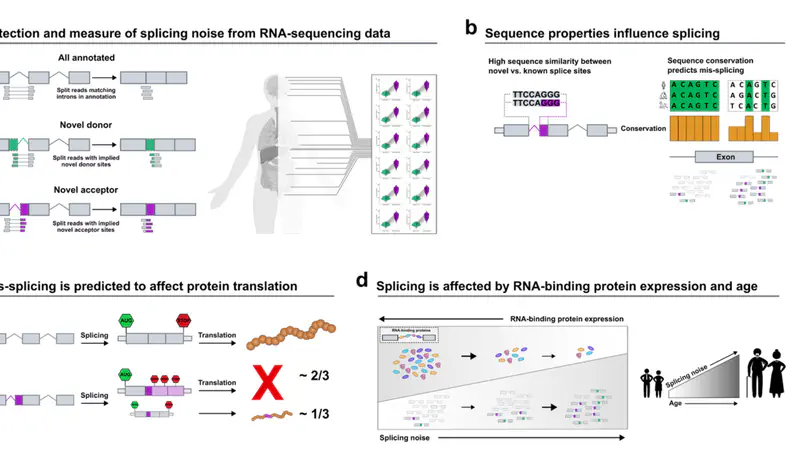 Splicing accuracy varies across human introns, tissues, age and disease