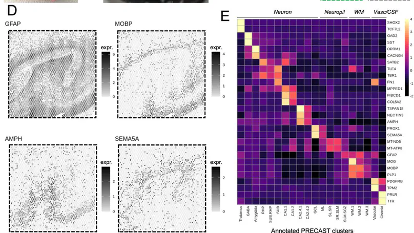 An integrated single-nucleus and spatial transcriptomics atlas reveals the molecular landscape of the human hippocampus
