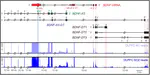 BDNF-DT and BDNF-AS-DT: novel genes in the BDNF locus