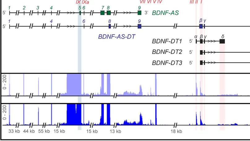 BDNF-DT and BDNF-AS-DT: novel genes in the BDNF locus