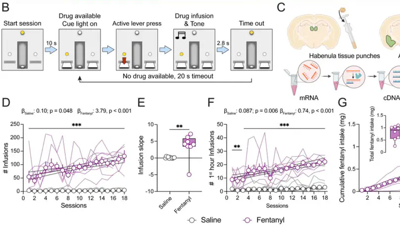 Transcriptional Response to Chronic Long-Access Fentanyl Self-Administration in Rat Habenula and Amygdala