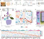 Transcriptomic analysis of the human habenula in schizophrenia