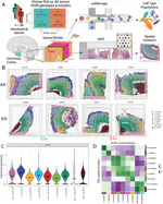 APOE E4 Alzheimer’s Risk Converges on an Oligodendrocyte Subtype in the Human Entorhinal Cortex