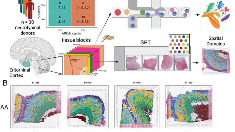 APOE E4 Alzheimer’s Risk Converges on an Oligodendrocyte Subtype in the Human Entorhinal Cortex