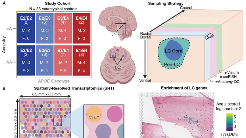 Impact of Alzheimer’s disease risk factors and local neuromelanin content on the transcriptomic landscape of the human locus coeruleus