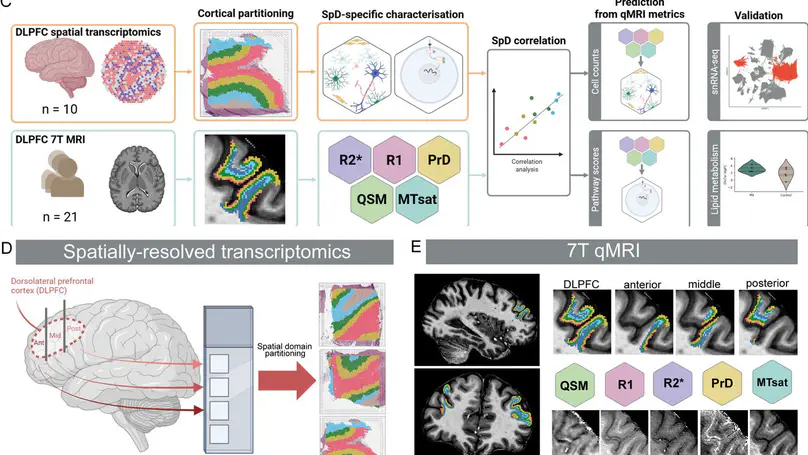 A molecular map of the living human brain from quantitative MRI