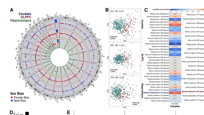Transcriptional and genetic sex differences for schizophrenia across the dorsolateral prefrontal cortex, hippocampus, and caudate nucleus