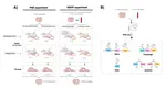 Molecular impact of nicotine and smoking exposure on the developing and adult mouse brain