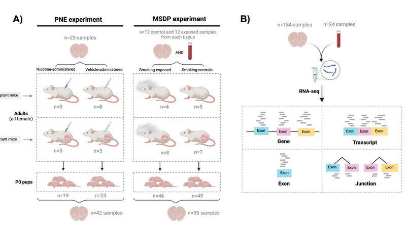 Molecular impact of nicotine and smoking exposure on the developing and adult mouse brain