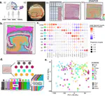 Spatiotemporal analysis of gene expression in the human dentate gyrus reveals age-associated changes in cellular maturation and neuroinflammation
