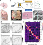An integrated single-nucleus and spatial transcriptomics atlas reveals the molecular landscape of the human hippocampus
