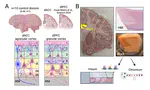 An integrated single-nucleus and spatial transcriptomics atlas reveals the molecular landscape of the human hippocampus