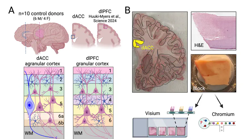 An integrated single-nucleus and spatial transcriptomics atlas reveals the molecular landscape of the human hippocampus