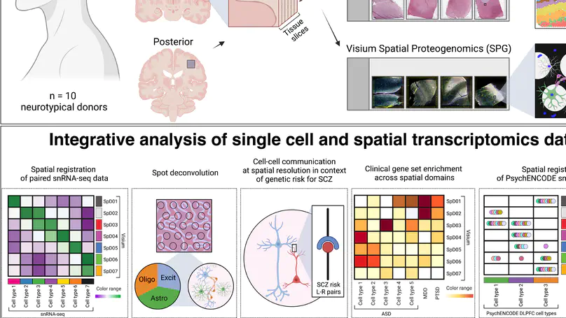 Integrated single cell and unsupervised spatial transcriptomic analysis defines molecular anatomy of the human dorsolateral prefrontal cortex