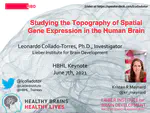 Studying the Topography of Spatial Gene Expression in the Human Brain