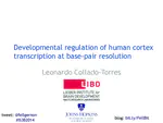 Developmental regulation of human cortex transcription at base-pair resolution
