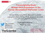 Transcriptome-Scale Spatial Gene Expression in the Human Dorsolateral Prefrontal Cortex